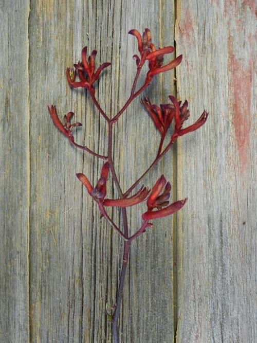 RED KANGAROO PAW